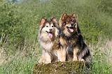 CHIEN FINNOIS DE LAPONIE 290